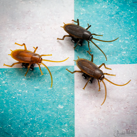 ACC Racing Roaches